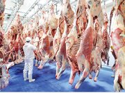 وضعیت عجیب در بازار گوشت فروش گوسفند با کارت ملی سوژه شد!